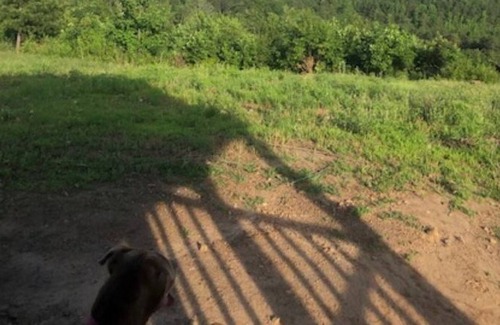 Blue Mountain Cabin | Mountain View Rustic Cabin