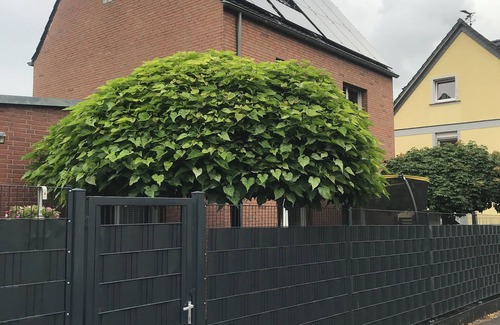 Rhein-Erft-Kreis District Apartment | Nancy-1 room vacation apartment