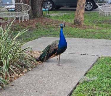 Homosassa House | Nature Coast Getaway #1 - Cozy 2 Bedroom