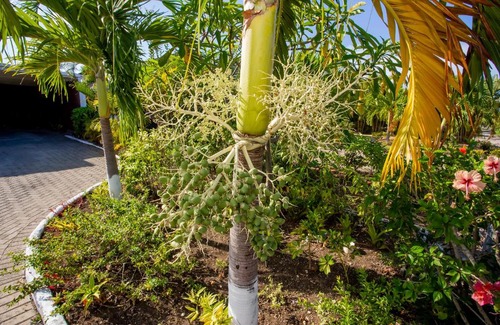 St. Ann's Bay House | NATURE'S CHOICE HOME RICHMOND PALMS, JAMAICA