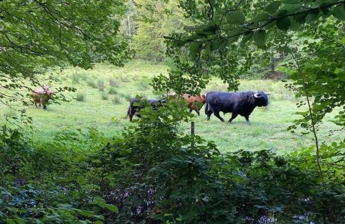 Ravnsbaek Apartment | Naturskøn landidyl på Ibækgaarden - I egen bolig