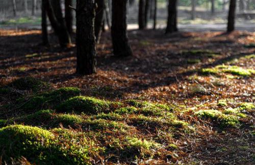 Kaunas County Cabin | Nemunas Glamping