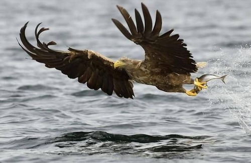 Meloy House | Nesset, Meløy Naturopplevelser