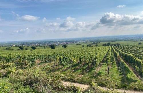 Deidesheim Apartment | Neubau-Oase am Weinbergsrand