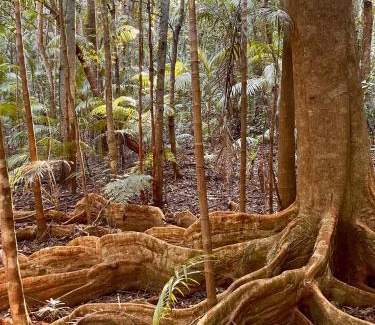 Whian Whian Cabin | Nightcap Ridge - Byron Bay Hinterland