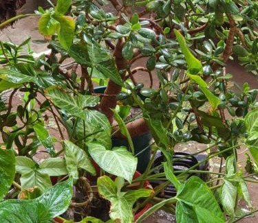 La Rioja Apartment | OASIS II Las Moras, con cochera y jardin