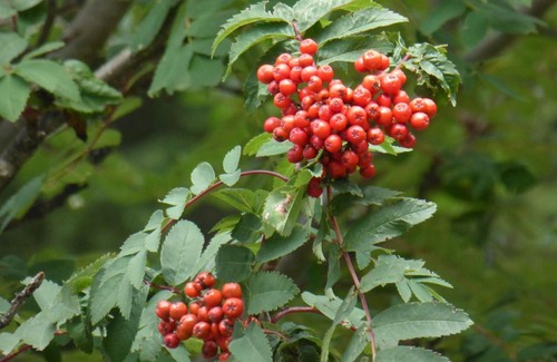 Kleinarl House | Oberrainbauer