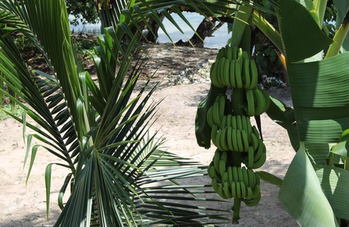 Orange Bay House | Ocean front 2 br Condo at Little Bay Country Club, Negril