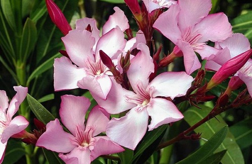 Hochstadt Apartment | Oleander Hof