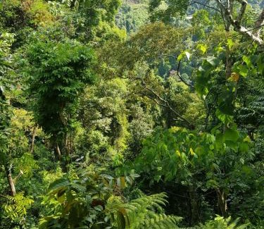 Bukit Lawang Cabin | On The Rocks Bungalows, Restaurant and Jungle Trekking Tours