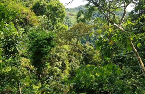 Bukit Lawang Cabin | On The Rocks Bungalows, Restaurant and Jungle Trekking Tours