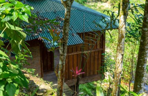 Bohorok Cabin | Orangutan Lodge and Jungle Trekking Activity