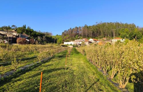 Castro Daire Resort | ORberry