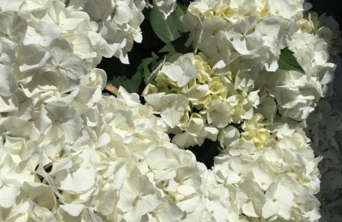 Bridport Bed & Breakfast | Oxbridge Farm