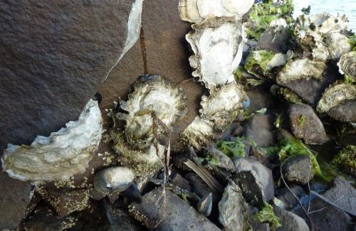 Hastings Cabin | Oyster Shack