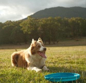 Wesburn House | Paddock & Peak by Tiny Away