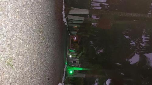 Pomerode House | Palmenhaus