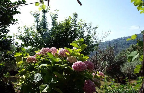 Agios Dimitrios Apartment | Paradeisos Flatlet With Garden View
