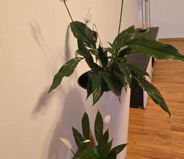 Fagaras Apartment | park41