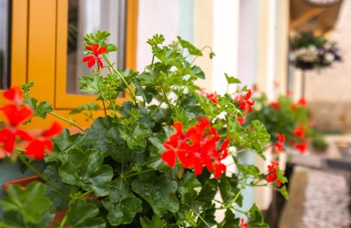 Kunratice House | Penzion U Cempu