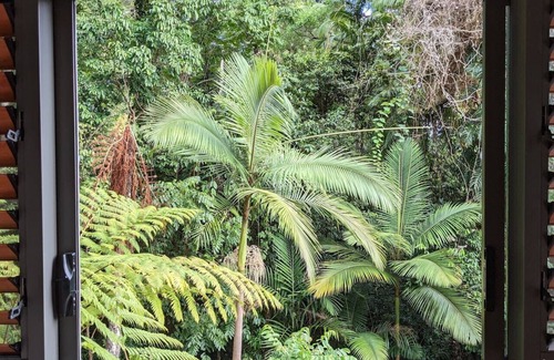 Edge Hill House | Planchonella Rainforest Pavilion- Luxury Rainforest Retreat with Panoramic Views & Pool