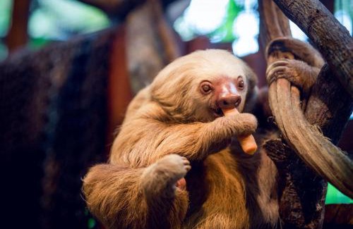 Poas Volcano National Park Cabin | Poas Volcano & La Paz Waterfall Cabins