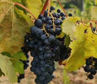 Peccioli House | Podere Borgaruccio