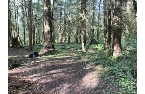 Forks RV Rental | Primitive Tent Site #7- Beautiful Forested Property