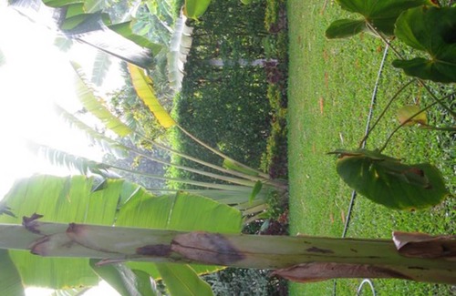 Mang Yang Resort | Private room ∙ 2 guests