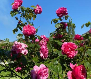 Caulieres Bed & Breakfast | PROCHE MANOIR CAULIERES 2 rue d En Haut
