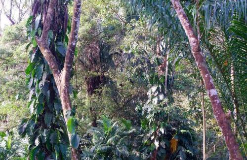 Palma Quemada Cabin | Rainbow Lodge Costa Rica