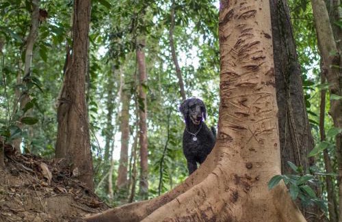 Morong House | Rainforest Nest - KAHILOM, SAYA, JIVA Nest with Self-Service Breakfast, Outdoor Dining, Bats!