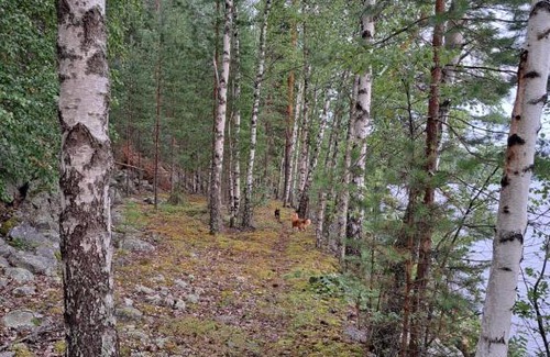 Hameenlinna Ski Chalet | Rantamökki Naava