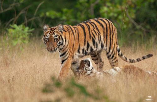 Chandrapur Hotel | Red Earth Tadoba