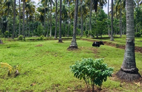 Anaimalai Other | Relaxing Retreat at Mullai Farm Stay near Pollachi