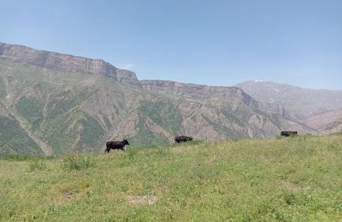 Uzbekistan Apartment | Resorts