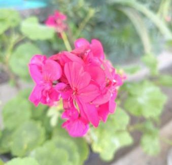 Rishop House | Rishop Mountain Homestay