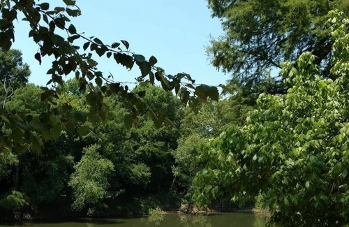 Alleene Cabin | Riverside Retreat Cabin on the banks of Little River.