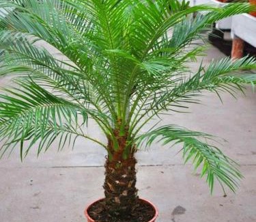 Noroeste House | Riviera empreendimentos