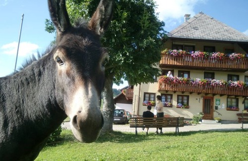 Todtnauberg Apartment | Room 'Ebnehof' with Mountain View, Shared Garden and Wi-Fi