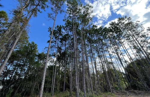 Homosassa RV Rental | RV rustic parking 1/4acre quiet unpaved road, close to 19. (Water only hookup)