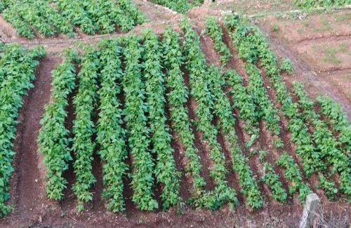 Kodaikanal House | SAMS Cottage - Kodaikanal