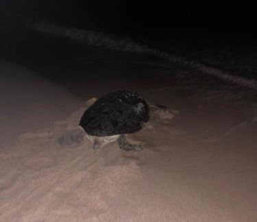 Al Hadd House | Sea Turtles Guest House #2