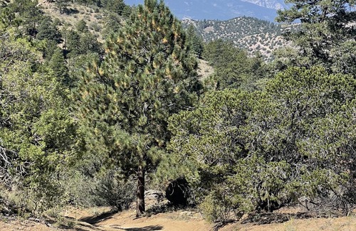Chaffee County Cabin | Secluded, Off-Grid Mountain Retreat w/ Spectacular Views