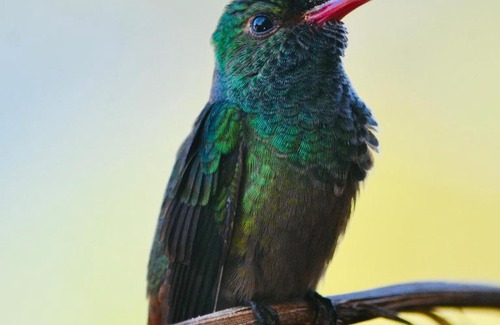 Palomino House | Sistarasta