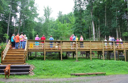 Clyde Cabin | Sleep in a caboose on a 65 acre buffalo ranch!