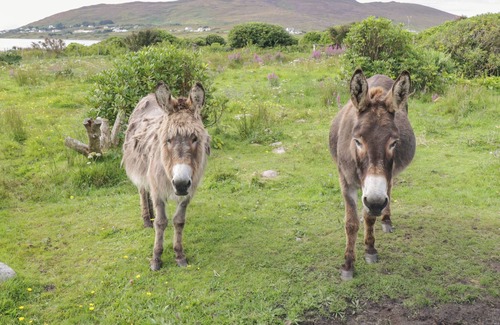 Achill Sound Cottage | SOUND COTTAGE, pet friendly in Achill Island, County Mayo