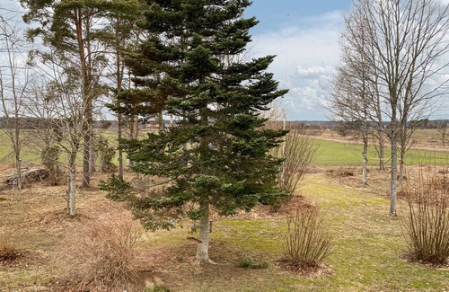 Tjallmo House | Spend a relaxing vacation in this cottage in the middle of nature.