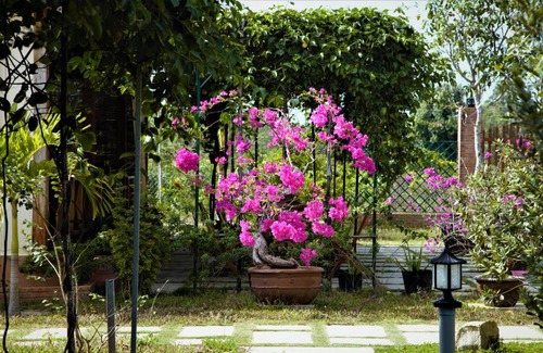 Ong Lang House | Spring Garden Homestay