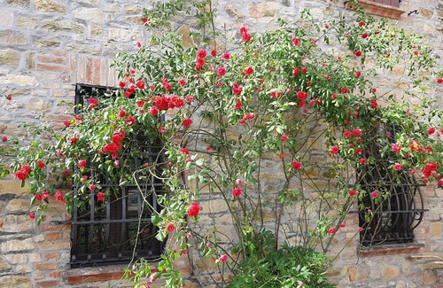 Gropparello House | Stanza Singola degli Iris
